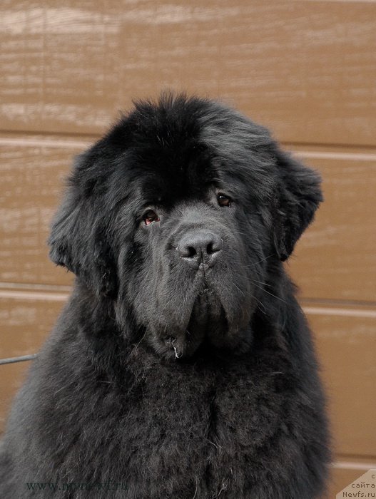 Фото: ньюфаундленд Сент Джонс Жискар Д'Эстен Эдмон (Sent Djons Zhiscar D'Estaing Edmon)