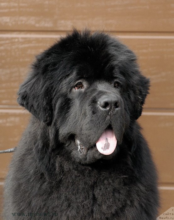 Фото: ньюфаундленд Сент Джонс Жискар Д'Эстен Эдмон (Sent Djons Zhiscar D'Estaing Edmon)