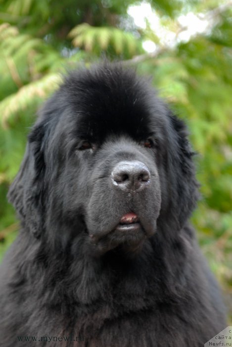 Фото: ньюфаундленд Сент Джонс Тендер Кисс оф Элли (Sent Djons Tender Kiss of Elly)