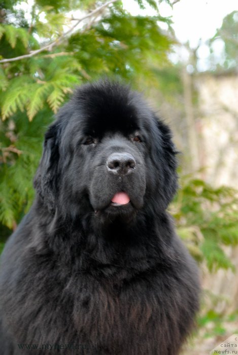 Фото: ньюфаундленд Сент Джонс Тендер Кисс оф Элли (Sent Djons Tender Kiss of Elly)