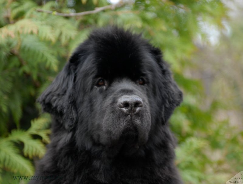 Фото: ньюфаундленд Сент Джонс Тендер Кисс оф Элли (Sent Djons Tender Kiss of Elly)