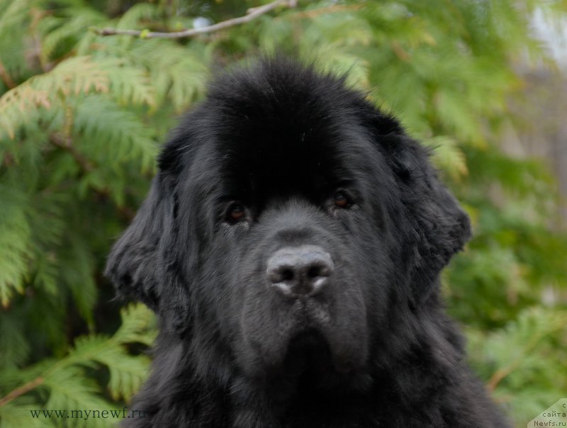 Фото: ньюфаундленд Сент Джонс Тендер Кисс оф Элли (Sent Djons Tender Kiss of Elly)