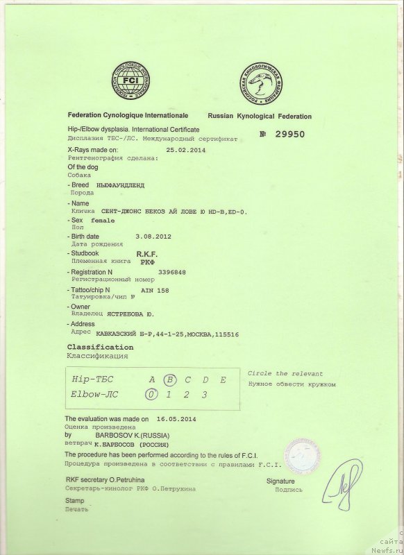 Фото: ньюфаундленд Сент Джонс Бекоз Ай Лове Ю