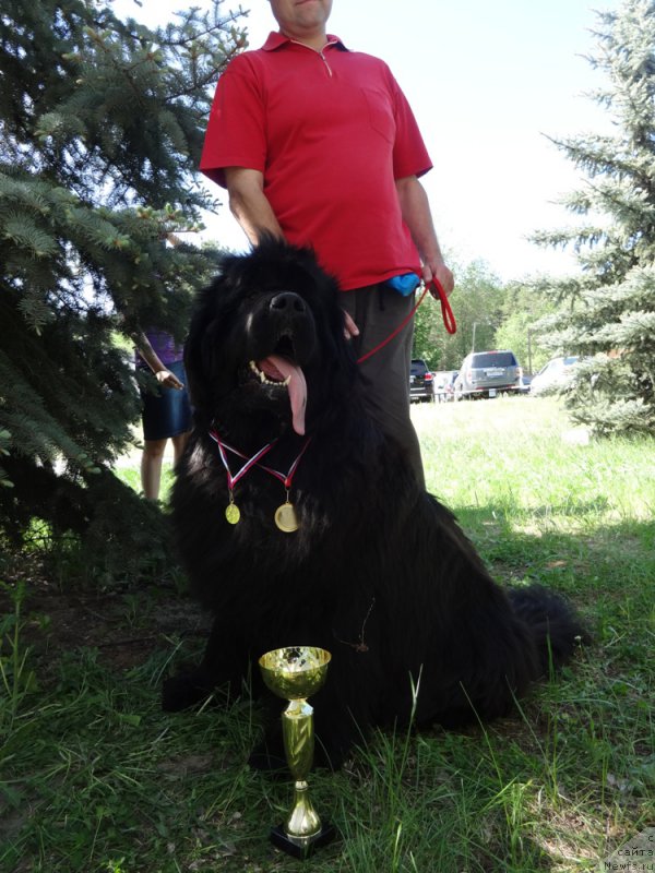 Фото: ньюфаундленд Ньюфорт Улыбка Фортуны