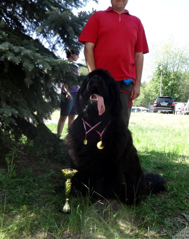 Фото: ньюфаундленд Ньюфорт Улыбка Фортуны