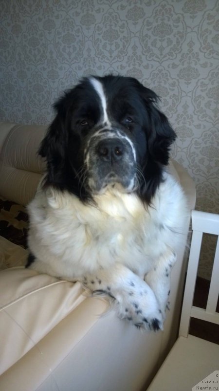 Фото: ньюфаундленд Сент Джонс Виола зе Фловэр (Sent Djons Viola The Flower)