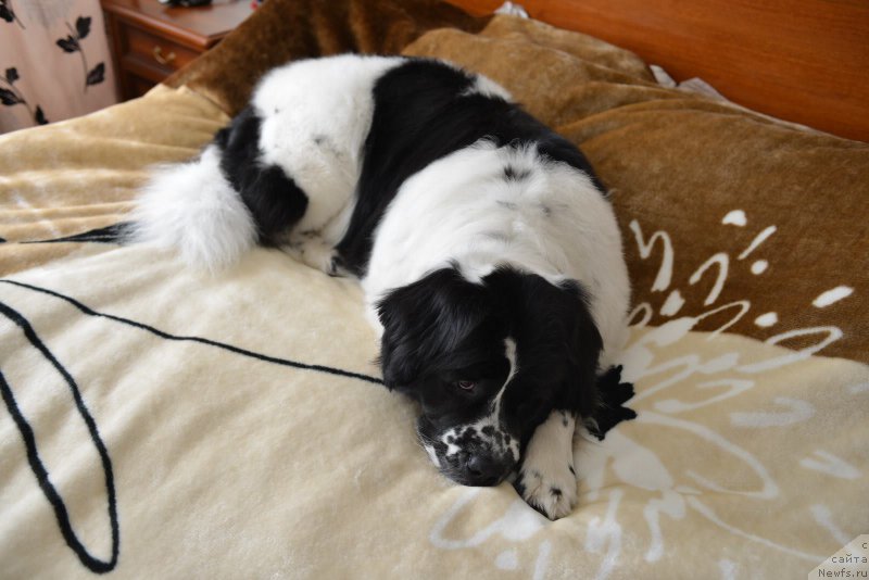 Фото: ньюфаундленд Сент Джонс Виола зе Фловэр (Sent Djons Viola The Flower)