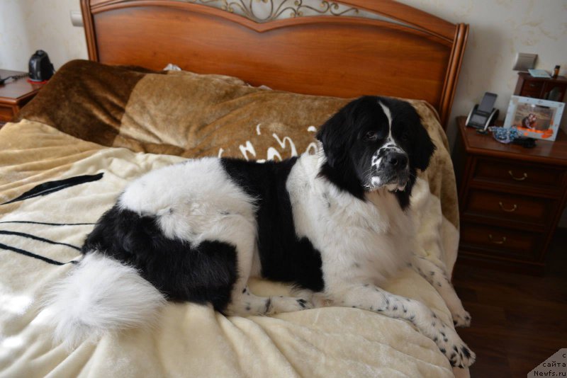 Фото: ньюфаундленд Сент Джонс Виола зе Фловэр (Sent Djons Viola The Flower)