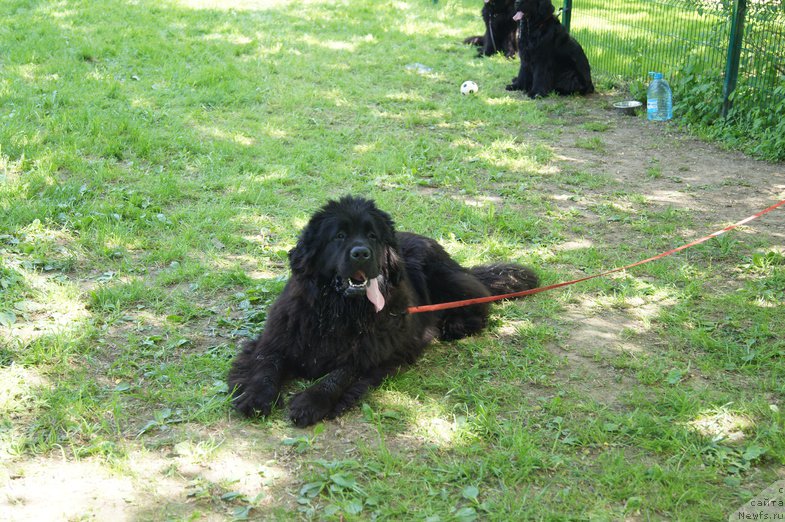 Фото: ньюфаундленд Сент Джонс Жозайя Валери