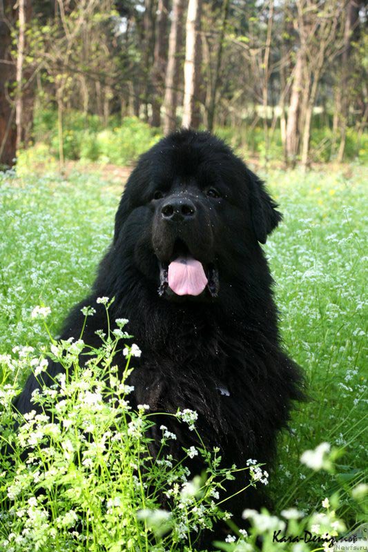 Фото: ньюфаундленд Ром Кубинский Кара Дениз (Rom Kubinskiy Kara Deniz)