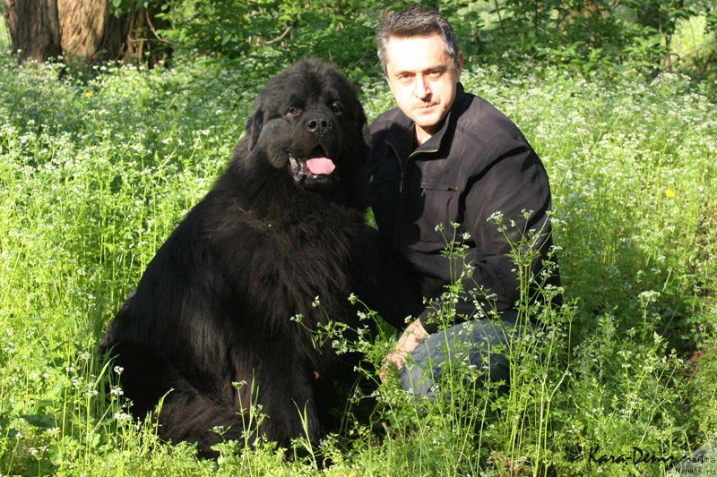 Фото: ньюфаундленд Ром Кубинский Кара Дениз (Rom Kubinskiy Kara Deniz)