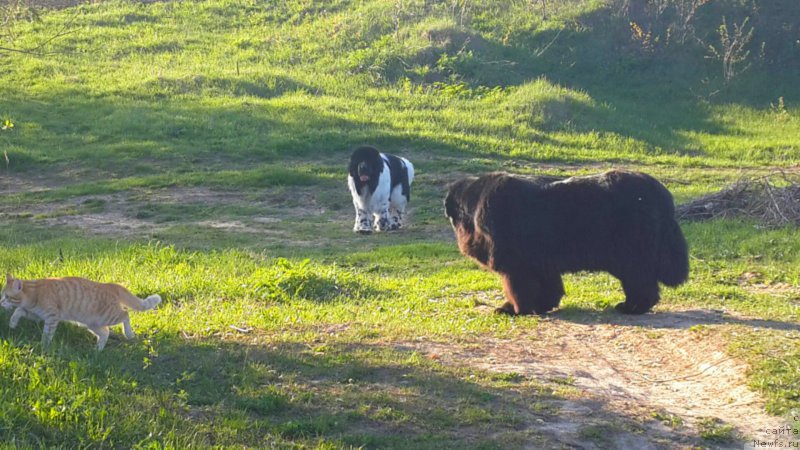 Фото: ньюфаундленд Их Высочество Владлена Маджикс, ньюфаундленд Супер Бизон Екатеринбург (Super Bizon Ekaterinburg)