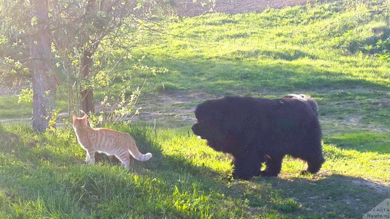 Фото: ньюфаундленд Их Высочество Владлена Маджикс