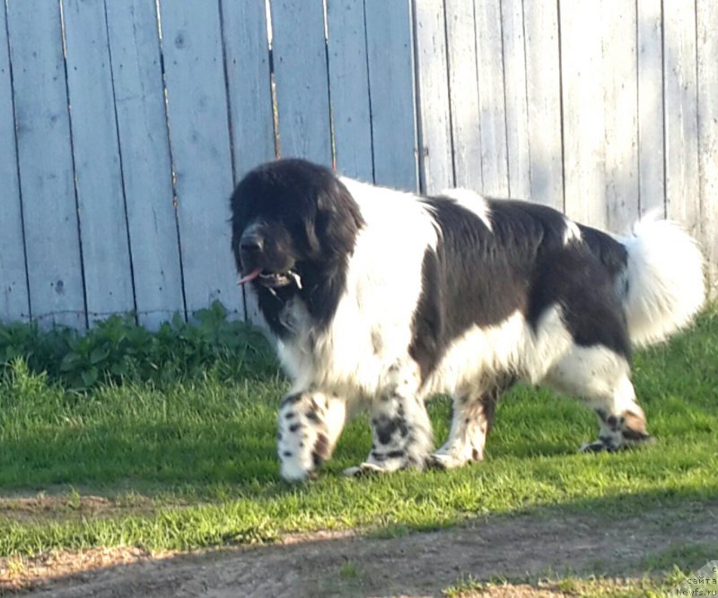 Фото: ньюфаундленд Супер Бизон Екатеринбург (Super Bizon Ekaterinburg)