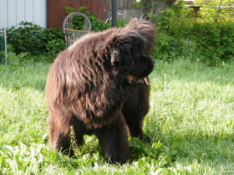 Фото: ньюфаундленд Альфа Таури Династия Совершенства (Аlpha Tauri Dinastiya Soverchenstva)