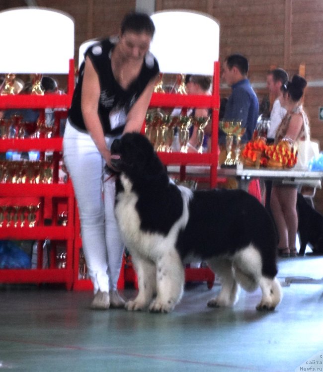 Фото: Ксения Новикова, ньюфаундленд Аквиан Сонг Кисс Фром Роуз (Akvian Song Kiss from Rouz)