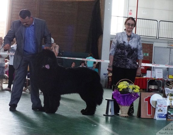 Фото: ньюфаундленд Дак Прайд Валентино (Dark Pride Valentino), Сергей Селезнев