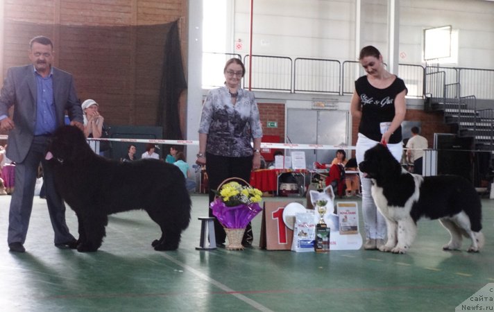 Фото: ньюфаундленд Дак Прайд Валентино (Dark Pride Valentino), ньюфаундленд Аквиан Сонг Кисс Фром Роуз (Akvian Song Kiss from Rouz), Сергей Селезнев, Ксения Новикова