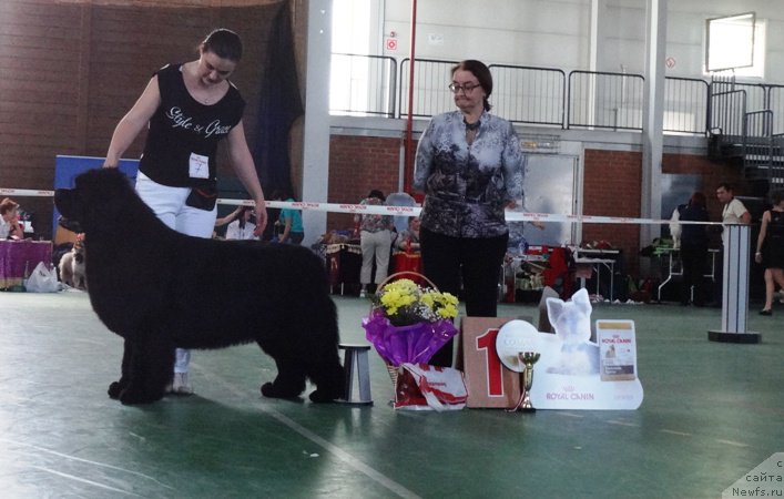 Фото: ньюфаундленд Deep Love I'm Sensation, Ксения Новикова