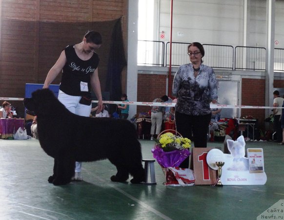 Фото: ньюфаундленд Deep Love I'm Sensation, Ксения Новикова