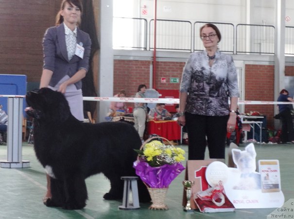 Фото: ньюфаундленд Сказочная Кроха Медисон (Skazochnaya Kroha Medison)