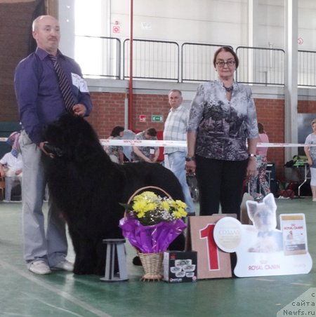 Фото: ньюфаундленд Симбад Покоритель Морей