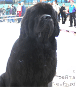 Фото: ньюфаундленд Aarnikarhun Chic-o-Chico