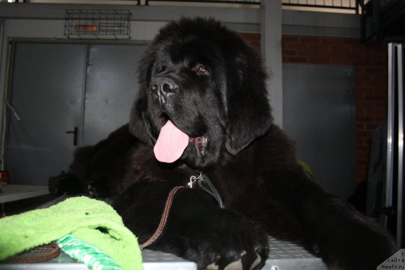 Фотография № 154003