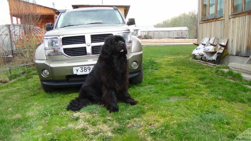 Фото: ньюфаундленд Урман из Племени Кедра