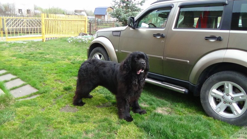 Фото: ньюфаундленд Урман из Племени Кедра