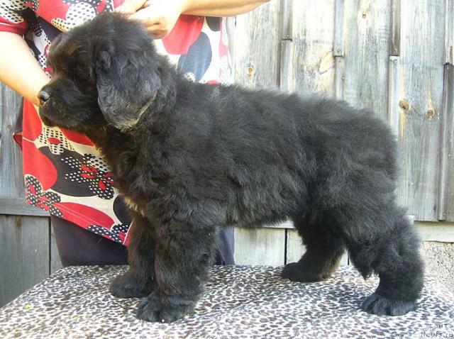 Фото: ньюфаундленд Имидж Дамский Угодник