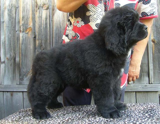 Фото: ньюфаундленд Имидж Дамский Угодник