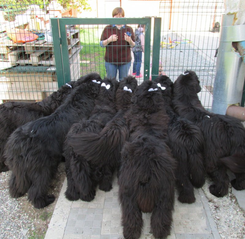 Фото: ньюфаундленд Акванавт из Тихого Омута (Akvanavt iz Tihogo Omuta), и его потомки