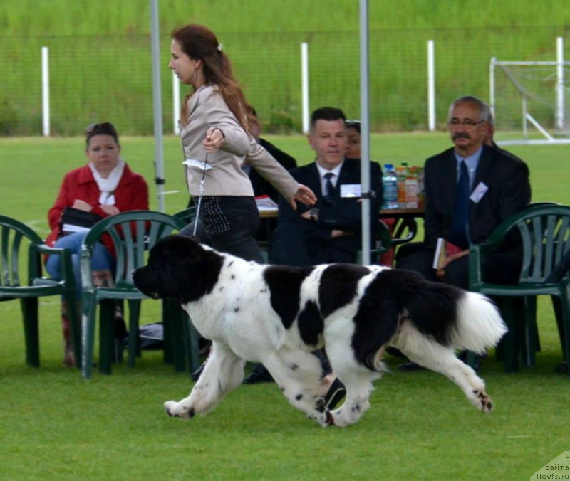 Фото: ньюфаундленд Черная Мафия Зебра Тиме (Chernaya Mafia Zebra Time)