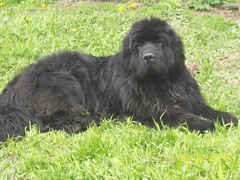 Фото: ньюфаундленд Супер Премиум Нао Дел Трато