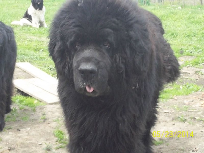 Фото: ньюфаундленд Виски Ред Лейбл Вепс (Viski Red Label Veps)