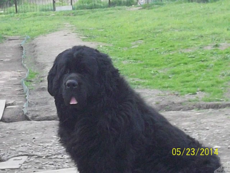 Фото: ньюфаундленд Вито Качо Ферл (Vito Kacho Ferl)