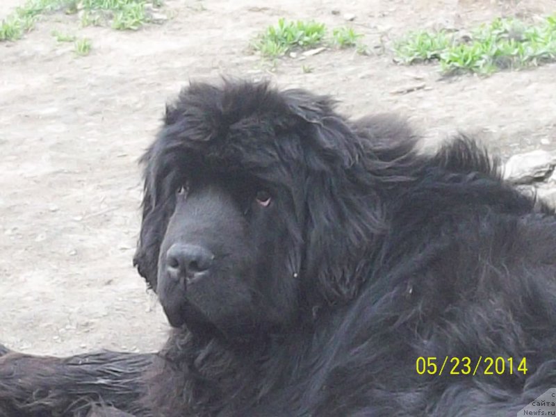 Фото: ньюфаундленд Супер Премиум Нао Дел Трато