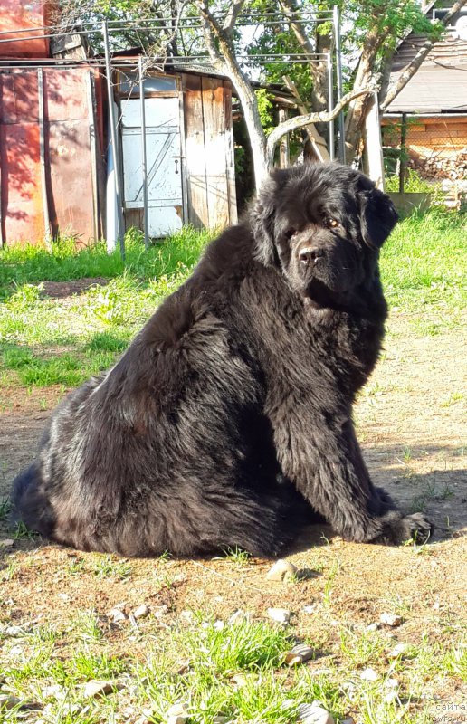 Фото: ньюфаундленд Их Высочество Владлена Маджикс