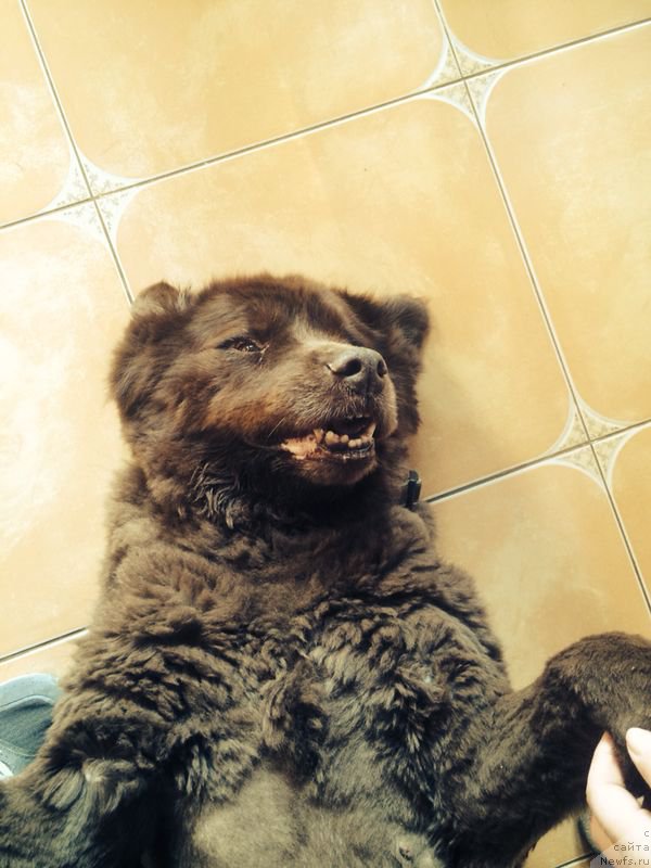 Фото: ньюфаундленд Петер-Беар Бизерта Соул