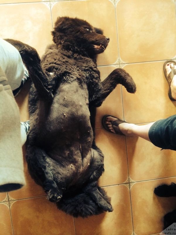 Фото: ньюфаундленд Петер-Беар Бизерта Соул