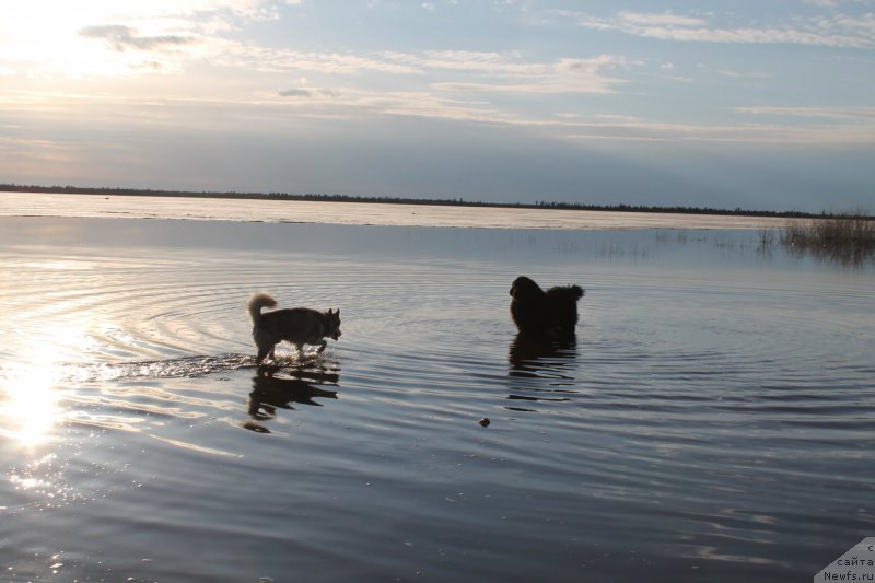Фото: [d11664] и хаски Триумф