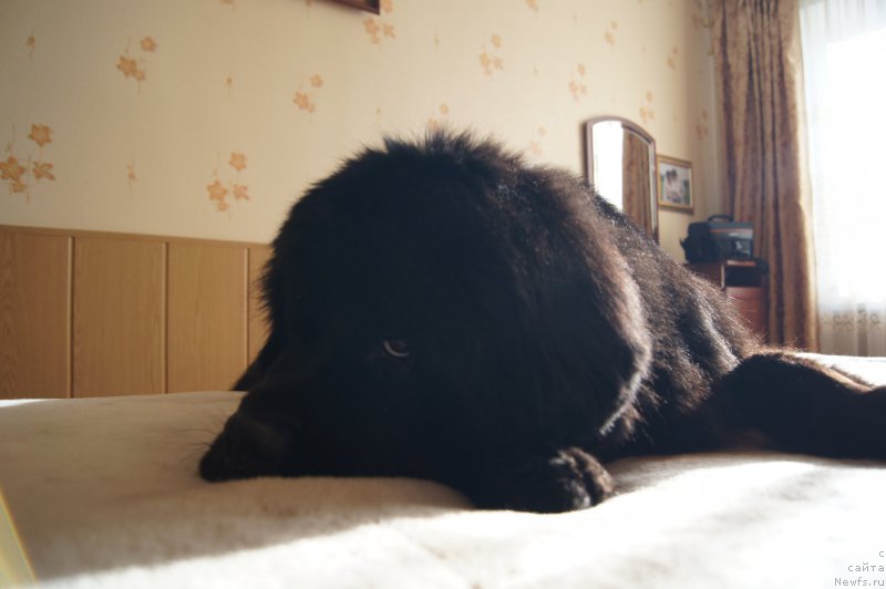 Фото: ньюфаундленд Бегущая по Волнам Фогет Ми Нот