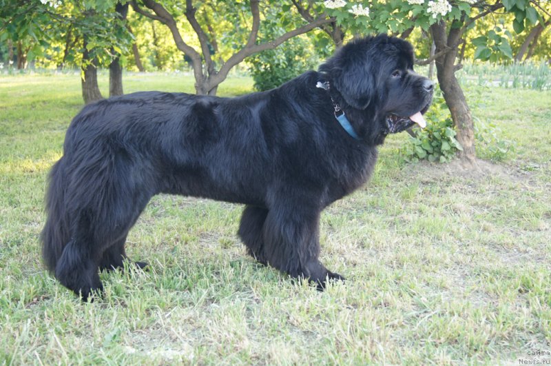 Фотография № 154090