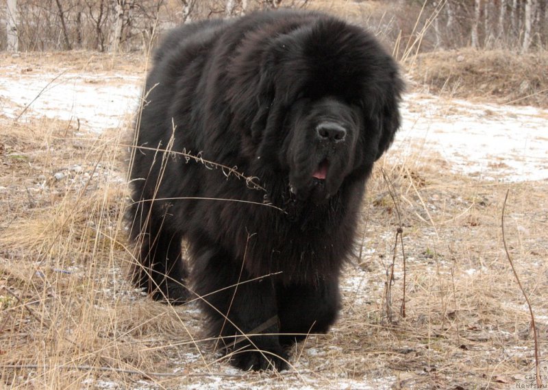 Фотография № 154106