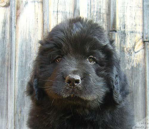 Фото: ньюфаундленд Имидж Дамский Угодник