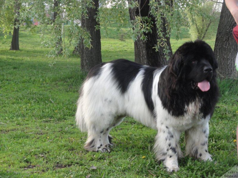 Фото: ньюфаундленд Плюшевая Панда Ферреро Ронд Нуар (Plushevaya Panda Ferrero Rond Noir)