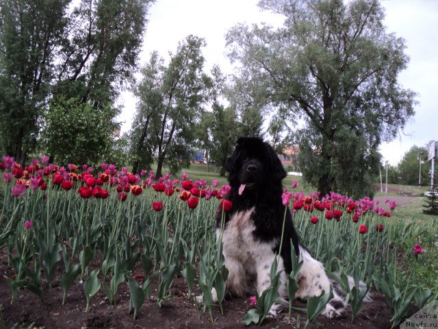 Фото: ньюфаундленд Плюшевая Панда Ферреро Ронд Нуар (Plushevaya Panda Ferrero Rond Noir)
