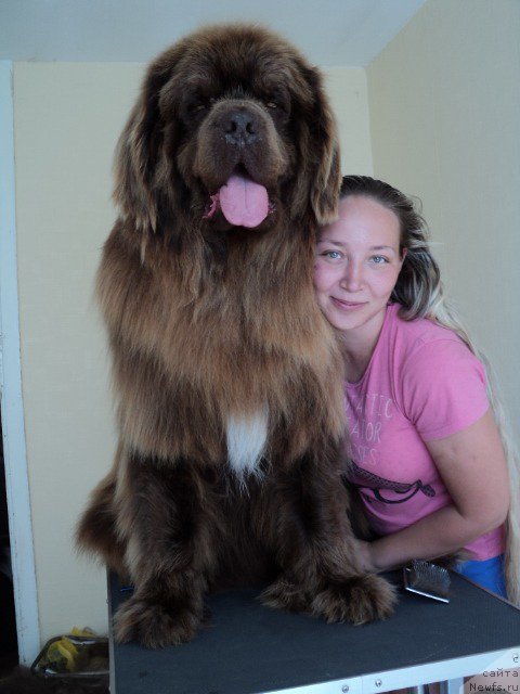 Фото: ньюфаундленд Повелитель Великих Озер, Элина Юнусова