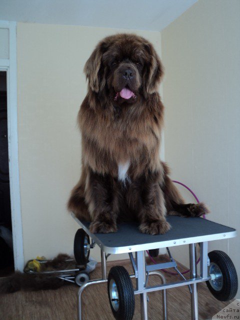 Фото: ньюфаундленд Повелитель Великих Озер